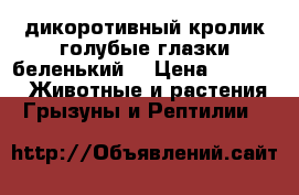 дикоротивный кролик,голубые глазки,беленький. › Цена ­ 2 700 -  Животные и растения » Грызуны и Рептилии   